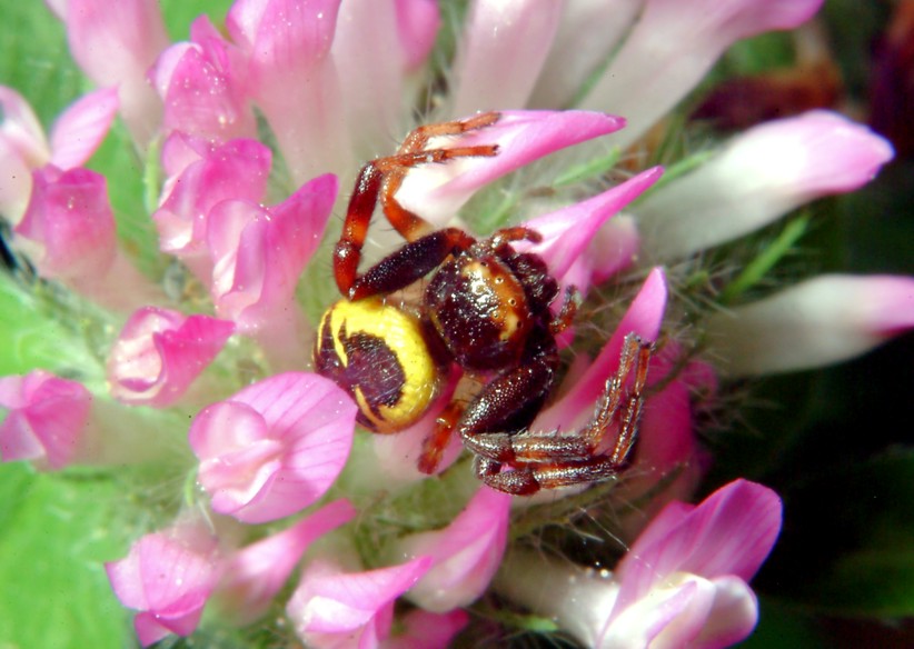 Macrofotografia (anche per micologi)